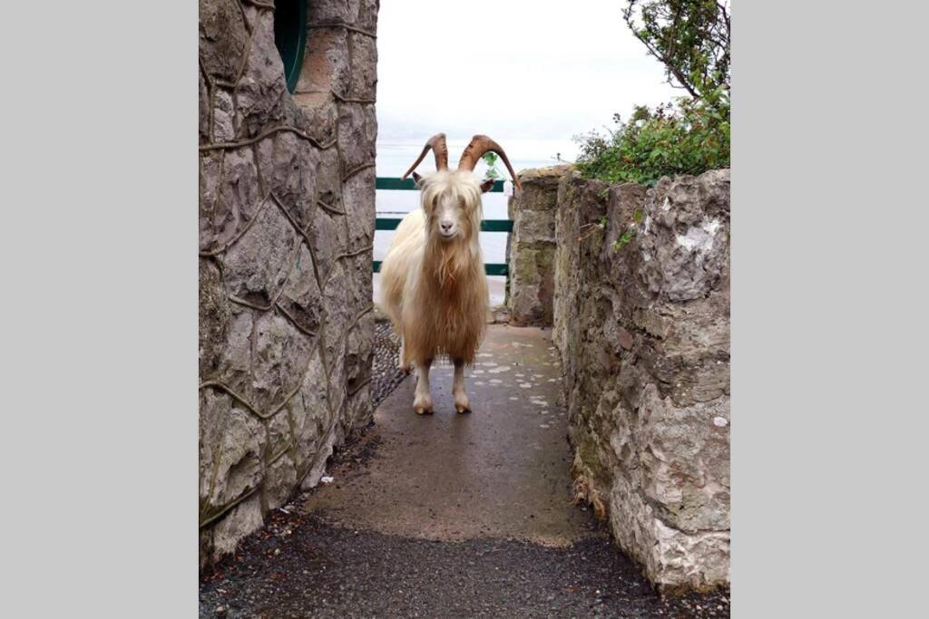 Beautiful Townhouse On The Great Orme, Pet Friendly Holiday home *